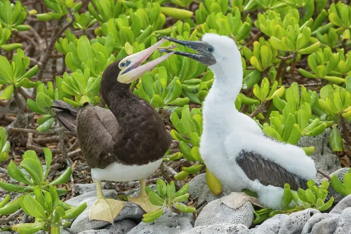 Framed Print : Brown Booby (Sula leucogaster) female with chick at nest, Cayman Brac, Cayman Islands, British West Indies Framed Print : Brown Booby (Sula leucogaster) female with chick at nest, Cayman Brac, Cayman Islands, British West Indies