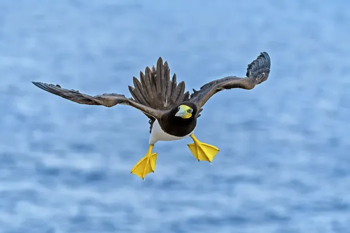 Framed Print : Brown Booby (Sula leucogaster) in flight, Cayman Brac, Cayman Islands, British West Indies Framed Print : Brown Booby (Sula leucogaster) in flight, Cayman Brac, Cayman Islands, British West Indies