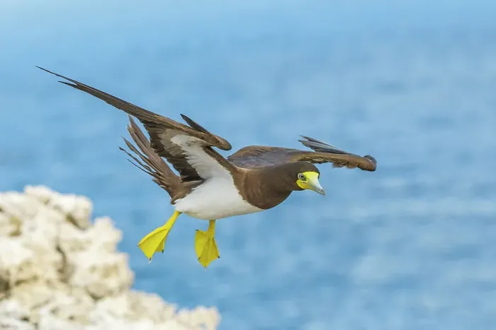 Framed Print : Brown Booby (Sula leucogaster) in flight, Cayman Brac, Cayman Islands, Britis West Indies Framed Print : Brown Booby (Sula leucogaster) in flight, Cayman Brac, Cayman Islands, Britis West Indies