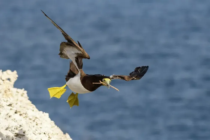 Framed Print : Brown Booby (Sula leucogaster) in flight, Cayman Brac, Cayman Islands, British West Indies Framed Print : Brown Booby (Sula leucogaster) in flight, Cayman Brac, Cayman Islands, British West Indies