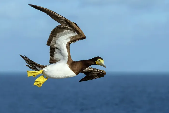 Framed Print : Brown Booby (Sula leucogaster) in flight, Cayman Brac, Cayman Islands, British West Indies Framed Print : Brown Booby (Sula leucogaster) in flight, Cayman Brac, Cayman Islands, British West Indies