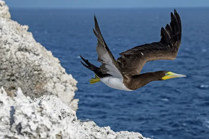 Framed Print : Brown Booby (Sula leucogaster) in flight, Cayman Brac, Cayman Islands, British West Indies Framed Print : Brown Booby (Sula leucogaster) in flight, Cayman Brac, Cayman Islands, British West Indies
