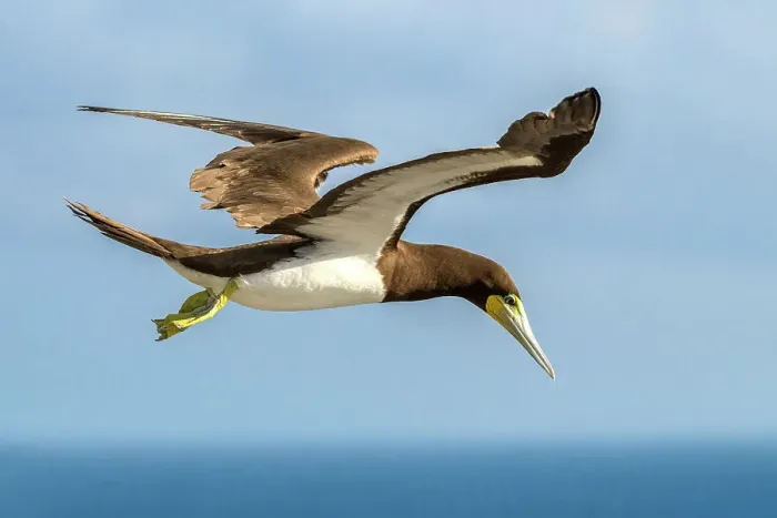 Framed Print : Brown Booby (Sula leucogaster) in flight, Cayman Brac, Cayman Islands, British West Indies Framed Print : Brown Booby (Sula leucogaster) in flight, Cayman Brac, Cayman Islands, British West Indies
