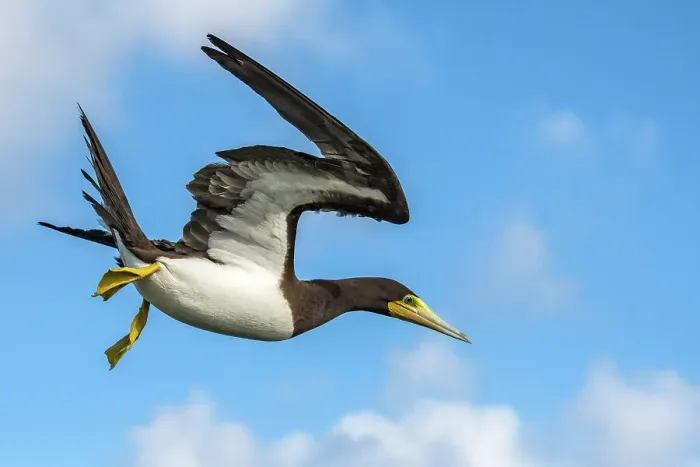 Framed Print : Brown Booby (Sula leucogaster) in flight, Cayman Brac, Cayman Islands, British West Indies Framed Print : Brown Booby (Sula leucogaster) in flight, Cayman Brac, Cayman Islands, British West Indies