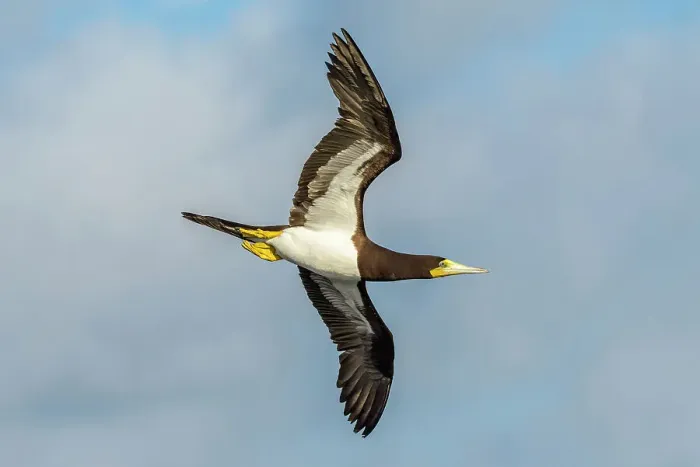 Framed Print : Brown Booby (Sula leucogaster) in flight, Cayman Brac, Cayman Islands, British West Indies Framed Print : Brown Booby (Sula leucogaster) in flight, Cayman Brac, Cayman Islands, British West Indies