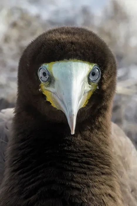Framed Print : Brown Booby (Sula leucogaster) male, Cayman Brac, Cayman Islands, British West Indies Framed Print : Brown Booby (Sula leucogaster) male, Cayman Brac, Cayman Islands, British West Indies