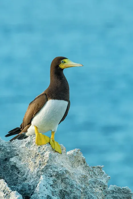 Framed Print : Brown Booby (Sula leucogaster) male, Cayman Brac, Cayman Islands, British West Indies Framed Print : Brown Booby (Sula leucogaster) male, Cayman Brac, Cayman Islands, British West Indies