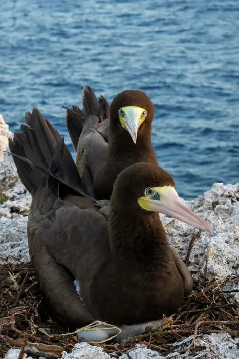 Framed Print : Brown Booby (Sula leucogaster) male and female at the nest, Cayman Brac, Cayman Islands, British West Indies Framed Print : Brown Booby (Sula leucogaster) male and female at the nest, Cayman Brac, Cayman Islands, British West Indies