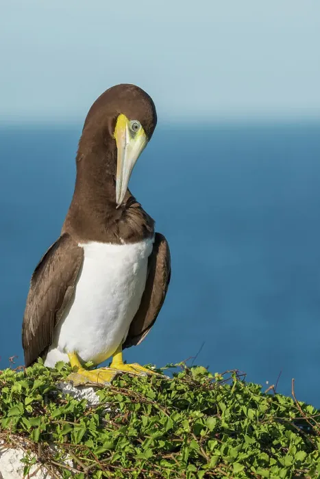 Framed Print : Brown Booby (Sula leucogaster) male preening, Cayman Brac, Cayman Islands, British West Indies Framed Print : Brown Booby (Sula leucogaster) male preening, Cayman Brac, Cayman Islands, British West Indies