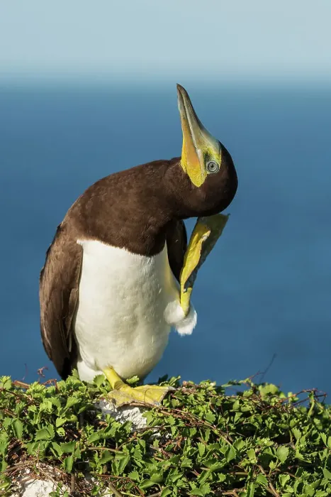Framed Print : Brown Booby (Sula leucogaster) male scratching, Cayman Brac, Cayman Islands, British West Indies Framed Print : Brown Booby (Sula leucogaster) male scratching, Cayman Brac, Cayman Islands, British West Indies