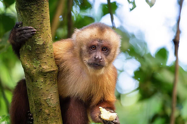 Brown capuchin monkey (Cebus apella, Sapajus apella) eating banana on tree, Tambopata National Reserve, Puerto Maldonado, Tambopata Province, Madre de Dios, Peru