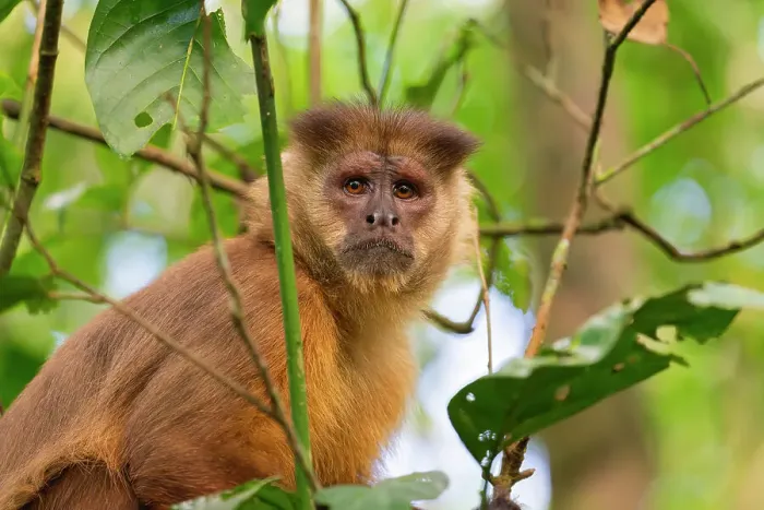 Framed Print : Brown capuchin monkey (Cebus apella, Sapajus apella) on tree, Tambopata National Reserve, Puerto Maldonado, Tambopata Province, Madre de Dios, Peru Framed Print : Brown capuchin monkey (Cebus apella, Sapajus apella) on tree, Tambopata National Reserve, Puerto Maldonado, Tambopata Province, Madre de Dios, Peru