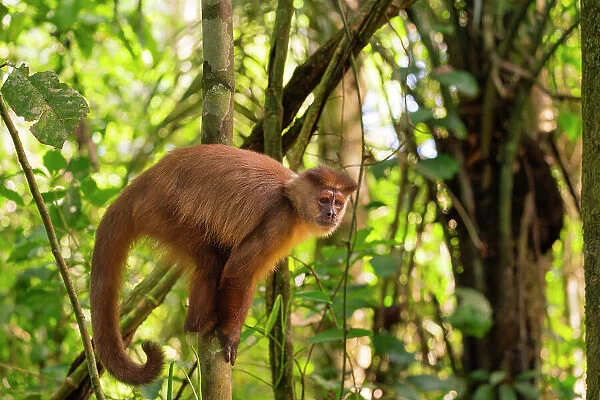 Brown capuchin monkey (Cebus apella, Sapajus apella) on tree, Tambopata National Reserve, Puerto Maldonado, Tambopata Province, Madre de Dios, Peru