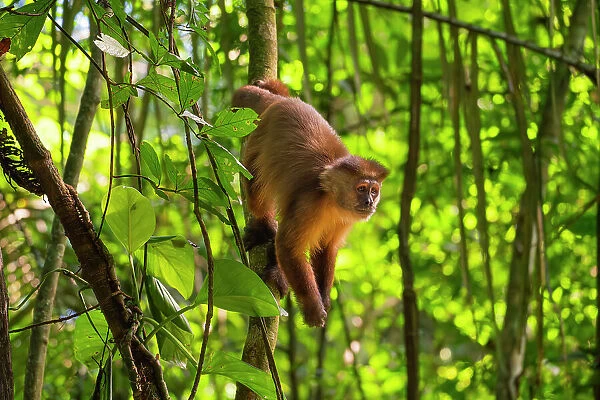 Brown capuchin monkey (Cebus apella, Sapajus apella) on tree, Tambopata National Reserve, Puerto Maldonado, Tambopata Province, Madre de Dios, Peru