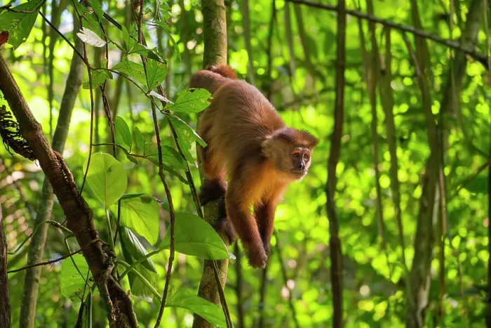 Framed Print : Brown capuchin monkey (Cebus apella, Sapajus apella) on tree, Tambopata National Reserve, Puerto Maldonado, Tambopata Province, Madre de Dios, Peru Framed Print : Brown capuchin monkey (Cebus apella, Sapajus apella) on tree, Tambopata National Reserve, Puerto Maldonado, Tambopata Province, Madre de Dios, Peru