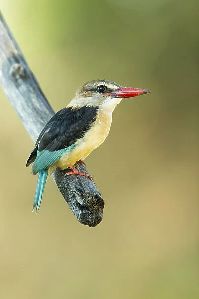 Brown-hooded kingfisher (Halcyon albiventris), Chobe River, Chobe National Park