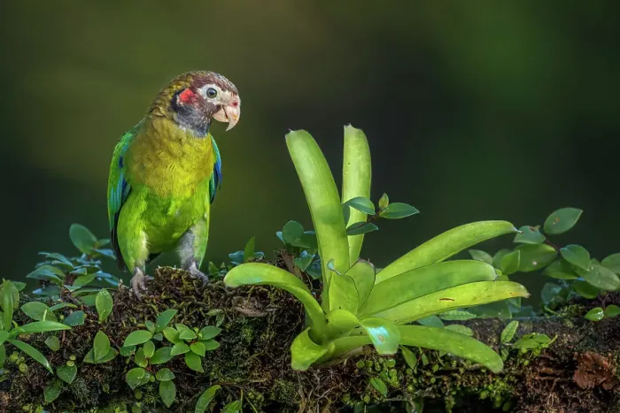 Framed Print : Brown-hooded Parrot (Pyrilia haematotis), Boca Tapada, Costa Rica Framed Print : Brown-hooded Parrot (Pyrilia haematotis), Boca Tapada, Costa Rica