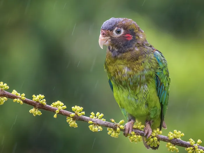 Framed Print : Brown-hooded Parrot (Pyrilia haematotis) in rain, Boca Tapada, Alajuela Province, Costa Rica