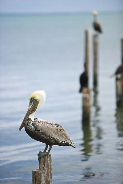 Brown pelican, Caye Caulker, Belize