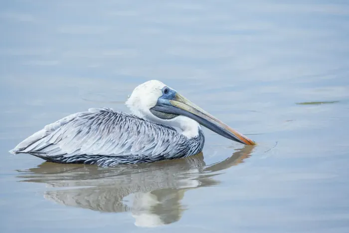 Framed Print : Brown pelican (Pelecanus occidentalis) fishing, Sanibel Island, J. N