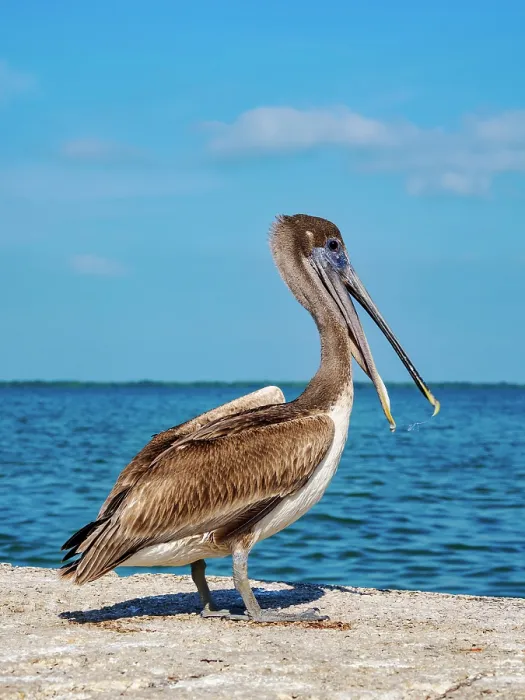 Framed Print : Brown pelican (Pelecanus occidentalis) at the waterfront of Belize City, Belize District, Belize Framed Print : Brown pelican (Pelecanus occidentalis) at the waterfront of Belize City, Belize District, Belize