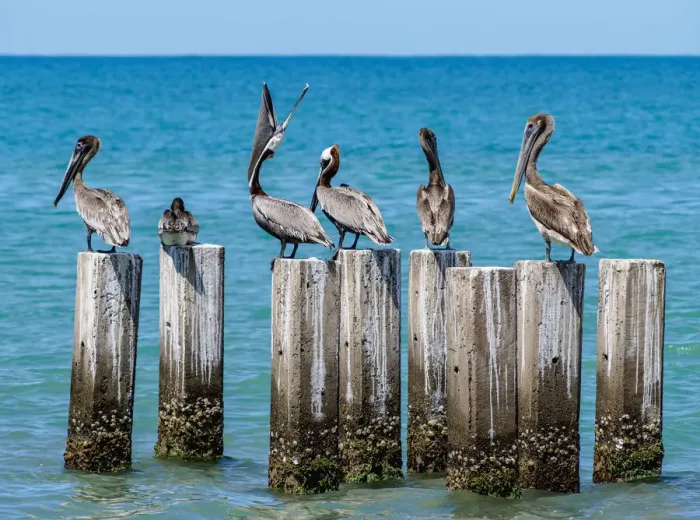 Framed Print : Brown Pelicans (Pelecanus occidentalis) by the Great Bay Beach, Treasure Beach Framed Print : Brown Pelicans (Pelecanus occidentalis) by the Great Bay Beach, Treasure Beach
