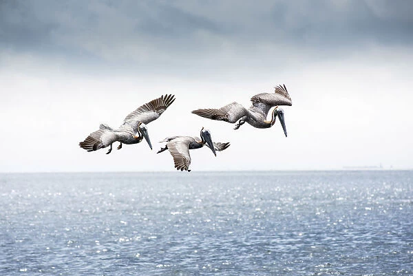 Brown Pelicans, Scanning For Fish, Tampa Bay, Saint Peterburg, Florida