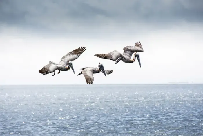 Framed Print : Brown Pelicans, Scanning For Fish, Tampa Bay, Saint Peterburg, Florida