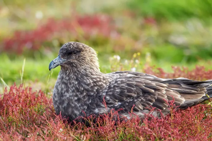 Framed Print : Brown skua (Stercorarius antarcticus), Sea Lion Island, East Falkland, Falkland Islands Framed Print : Brown skua (Stercorarius antarcticus), Sea Lion Island, East Falkland, Falkland Islands
