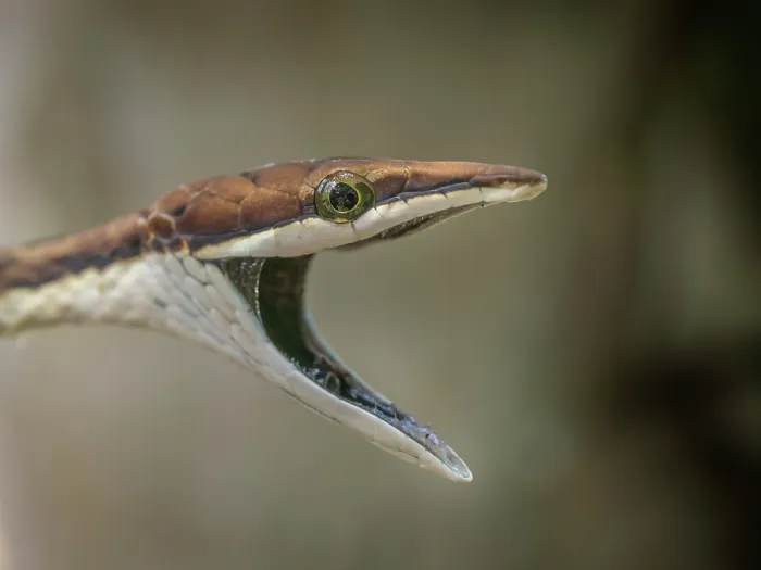 Framed Print : Brown Vine Snake (Oxybelis aeneus), Boca Tapada, Alajuela Province, Costa Rica Framed Print : Brown Vine Snake (Oxybelis aeneus), Boca Tapada, Alajuela Province, Costa Rica