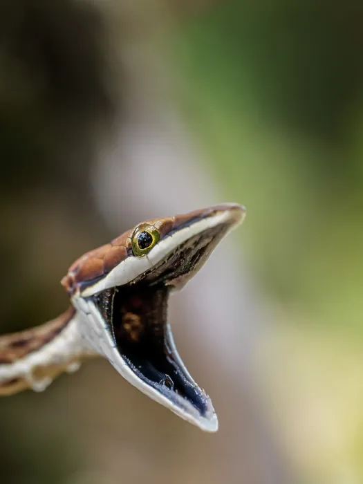 Framed Print : Brown Vine Snake (Oxybelis aeneus), Boca Tapada, Alajuela Province, Costa Rica Framed Print : Brown Vine Snake (Oxybelis aeneus), Boca Tapada, Alajuela Province, Costa Rica