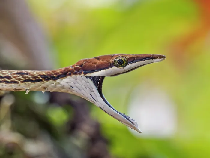 Framed Print : Brown Vine Snake (Oxybelis aeneus), Boca Tapada, Alajuela Province, Costa Rica Framed Print : Brown Vine Snake (Oxybelis aeneus), Boca Tapada, Alajuela Province, Costa Rica
