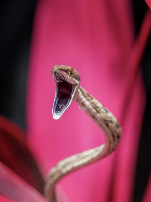 Framed Print : Brown Vine Snake (Oxybelis aeneus), Boca Tapada, Alajuela Province, Costa Rica Framed Print : Brown Vine Snake (Oxybelis aeneus), Boca Tapada, Alajuela Province, Costa Rica