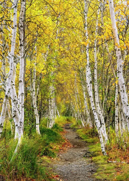 Framed Print : Brrch trees in autumn at Sieur de Monts, Acadia National Park, Maine, USA