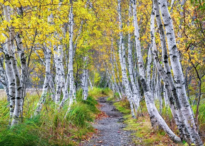 Framed Print : Brrch trees in autumn at Sieur de Monts, Acadia National Park, Maine, USA Framed Print : Brrch trees in autumn at Sieur de Monts, Acadia National Park, Maine, USA