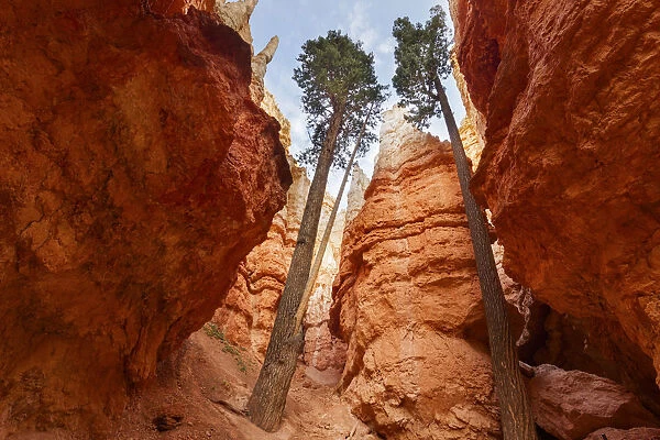 Bryce Canyon National Park, Utah, USA. view of two trees and hoodoos
