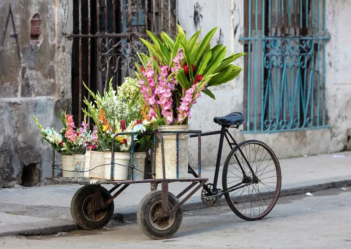 Framed Print : Buckets of fresh flowers, Cienfuegos, Cienfuegos Province, Cuba Framed Print : Buckets of fresh flowers, Cienfuegos, Cienfuegos Province, Cuba