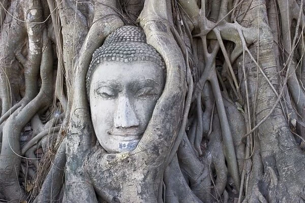 Buddha head, Wat Phra Mahathat, Ayutthaya, Thailand