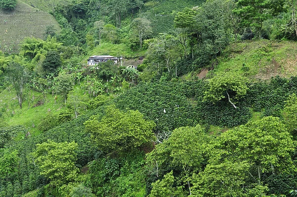 Buenavista Coffee Zone, Colombia, South America