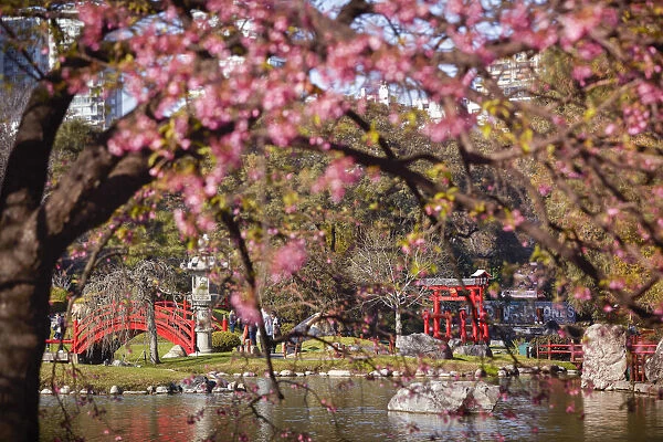 The Buenos Aires Japanese Garden with a cherry tree in bloom, Palermo district, Argentina