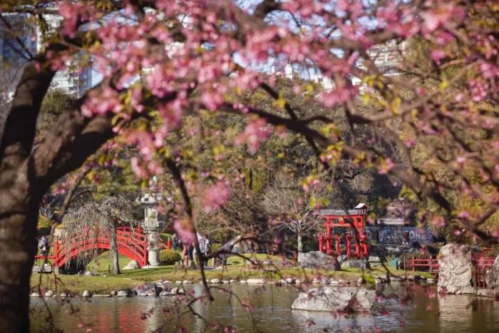 Framed Print : The Buenos Aires Japanese Garden with a cherry tree in bloom, Palermo district, Argentina Framed Print : The Buenos Aires Japanese Garden with a cherry tree in bloom, Palermo district, Argentina