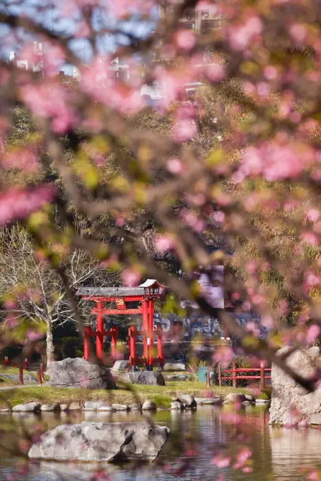 Framed Print : The Buenos Aires Japanese Gardens Torii with a cherry tree in bloom