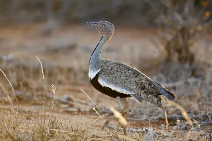 Framed Print : A Buff-crested Bustard in Tsavo East National Park Framed Print : A Buff-crested Bustard in Tsavo East National Park