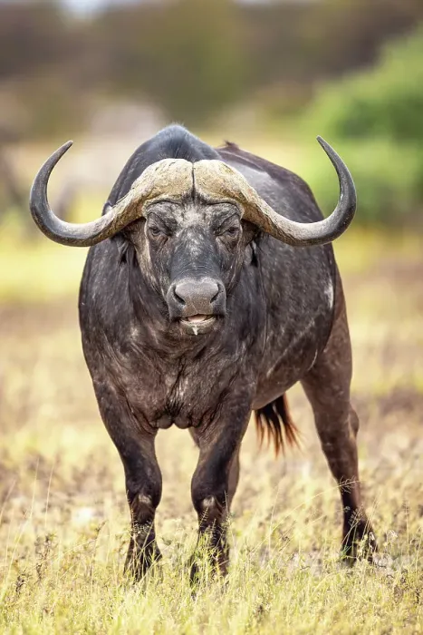 Framed Print : Buffalo bull at Nxai Pan, Makgadikgadi Salt Pans, Botswana Framed Print : Buffalo bull at Nxai Pan, Makgadikgadi Salt Pans, Botswana