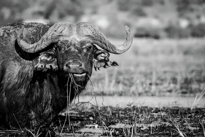 Framed Print : Buffalo, Chobe River, Botswana Framed Print : Buffalo, Chobe River, Botswana