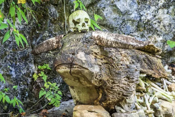 Framed Print : Buffalo-shaped wood tomb with skull and bones, Rantepao, Tana Toraja, Sulawesi, Indonesia Framed Print : Buffalo-shaped wood tomb with skull and bones, Rantepao, Tana Toraja, Sulawesi, Indonesia