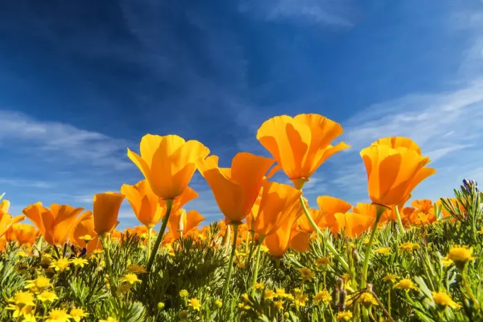 Framed Print : Bugs Eye View of California Poppies, Antelope Valley, California, USA Framed Print : Bugs Eye View of California Poppies, Antelope Valley, California, USA