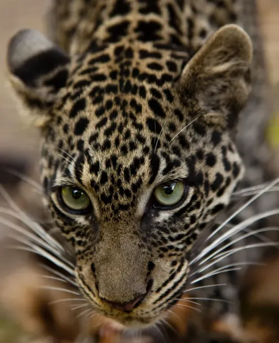 Framed Print : Bujumbura, Burundi. A leopard in the city zoo