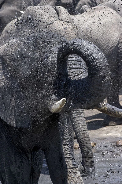 Bull African elephant washing at a waterhole, Serengeti National Park, Tanzania, Africa