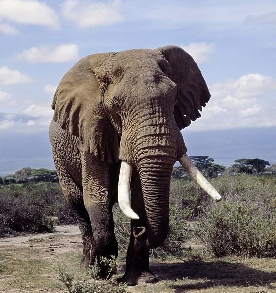 A bull elephant in Amboseli National Park